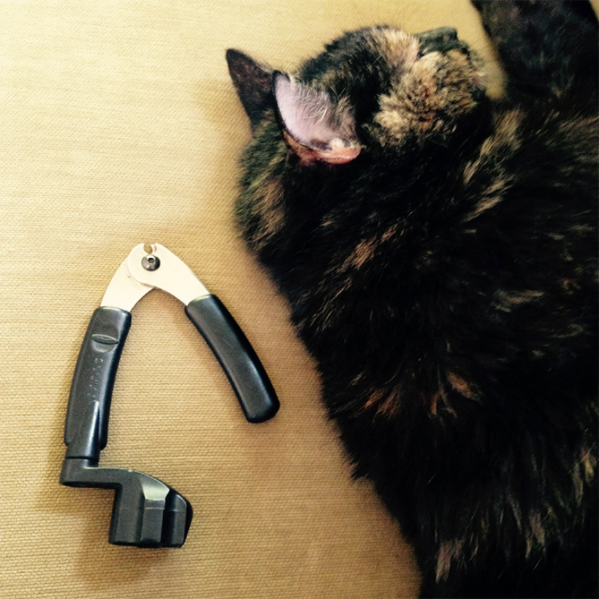 string changing tool with cat