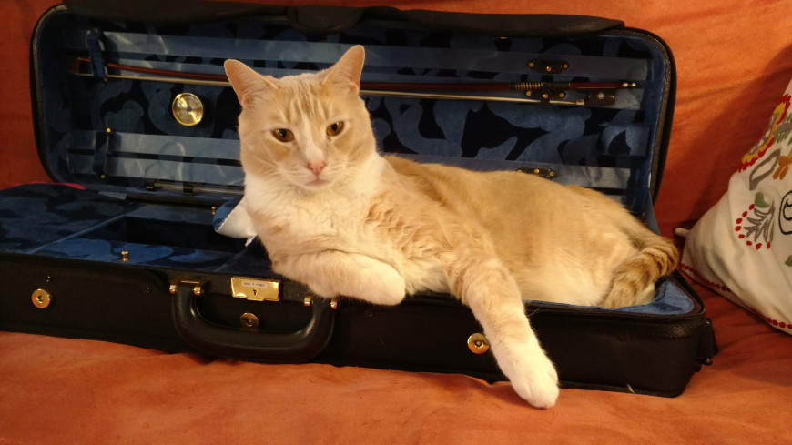 Cat in violin case