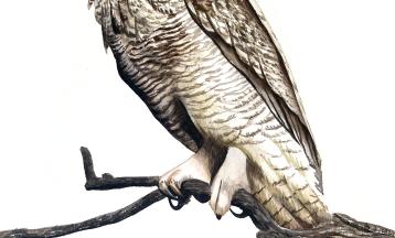 Birds of a Feather… In Watercolor