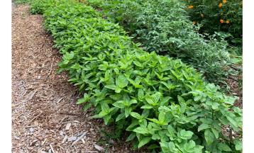 Growing a Dye Garden