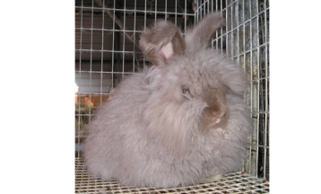 Hands on Angora Rabbits