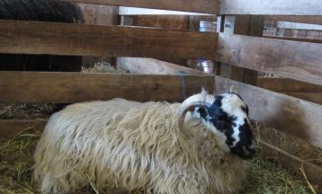 Barn Walkabout with Deborah Robson (Second Offering)