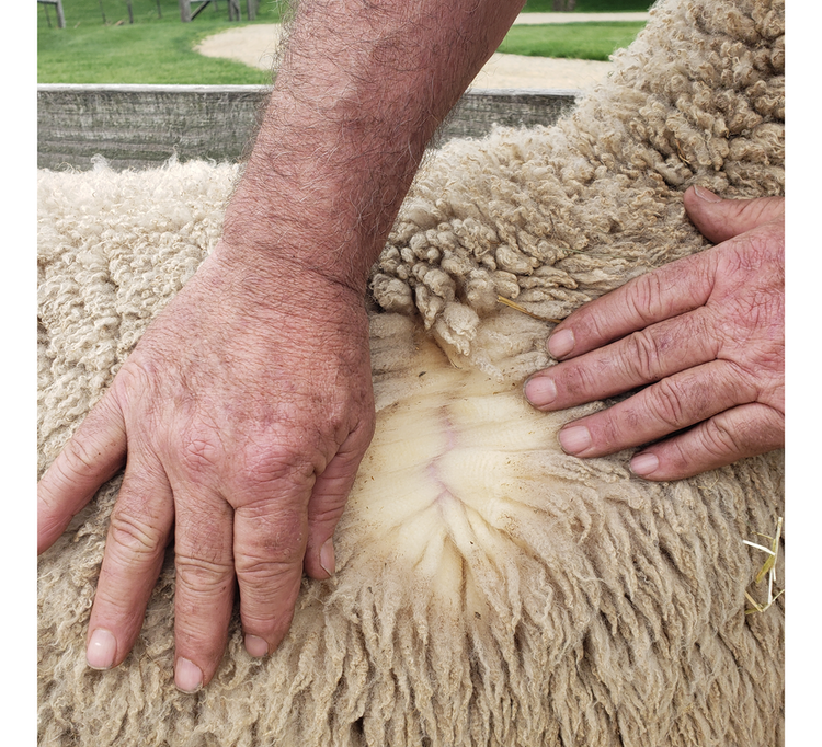 Breed Characteristics of Wool for Knitters with Kimberly Langley