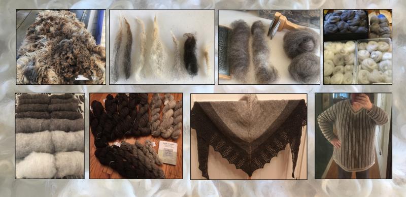 My Journey Through the U.S. Heritage Sheep Breeds