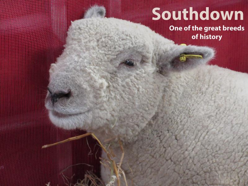 Down Wool Wonders with Deborah Robson