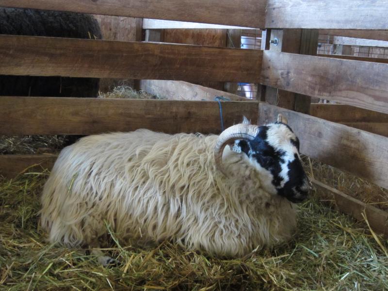 Barn Walkabout with Deborah Robson (Second Offering)